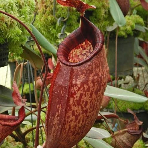 Nepenthes peltata BE-4613