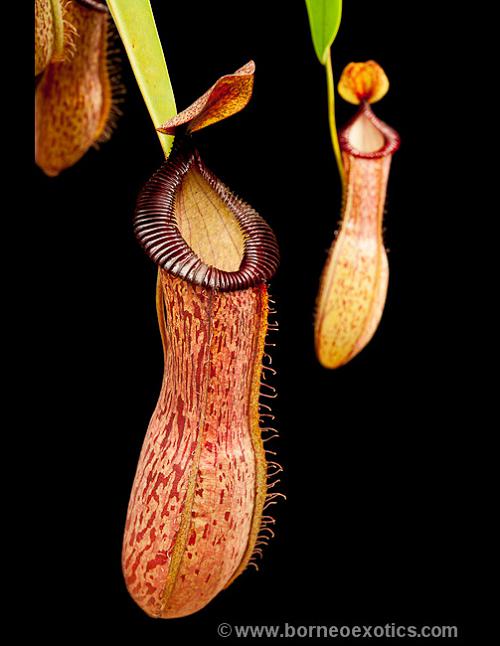 Nepenthes ventricosa x hamata BE-3672