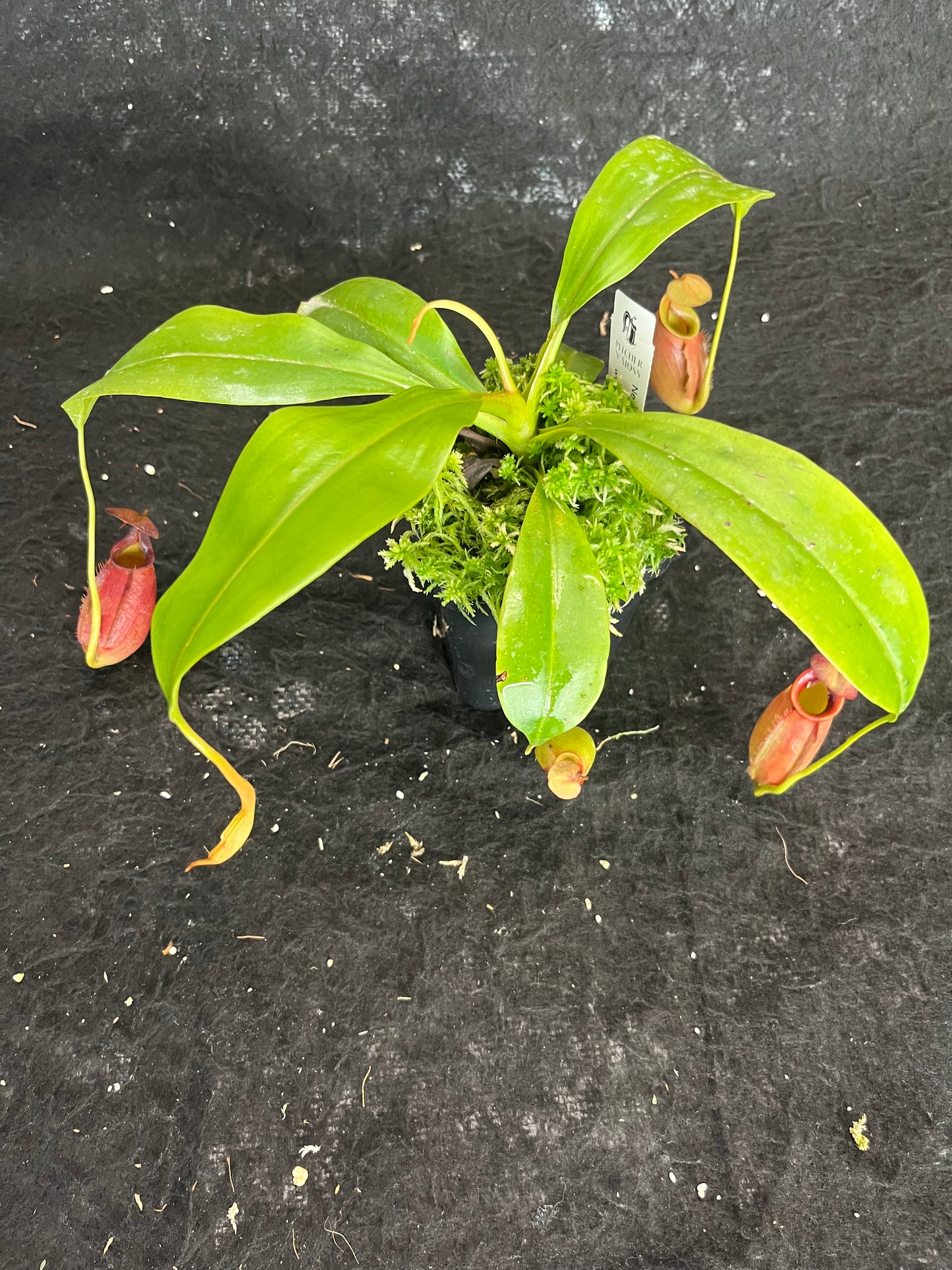 Nepenthes bicalcarata Red SG