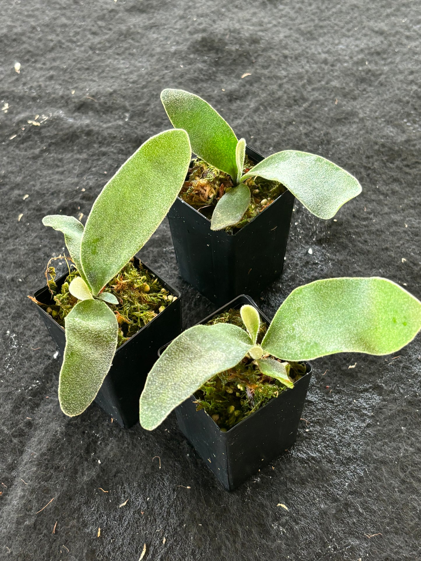 Platycerium willinckii 'Jade Girl'