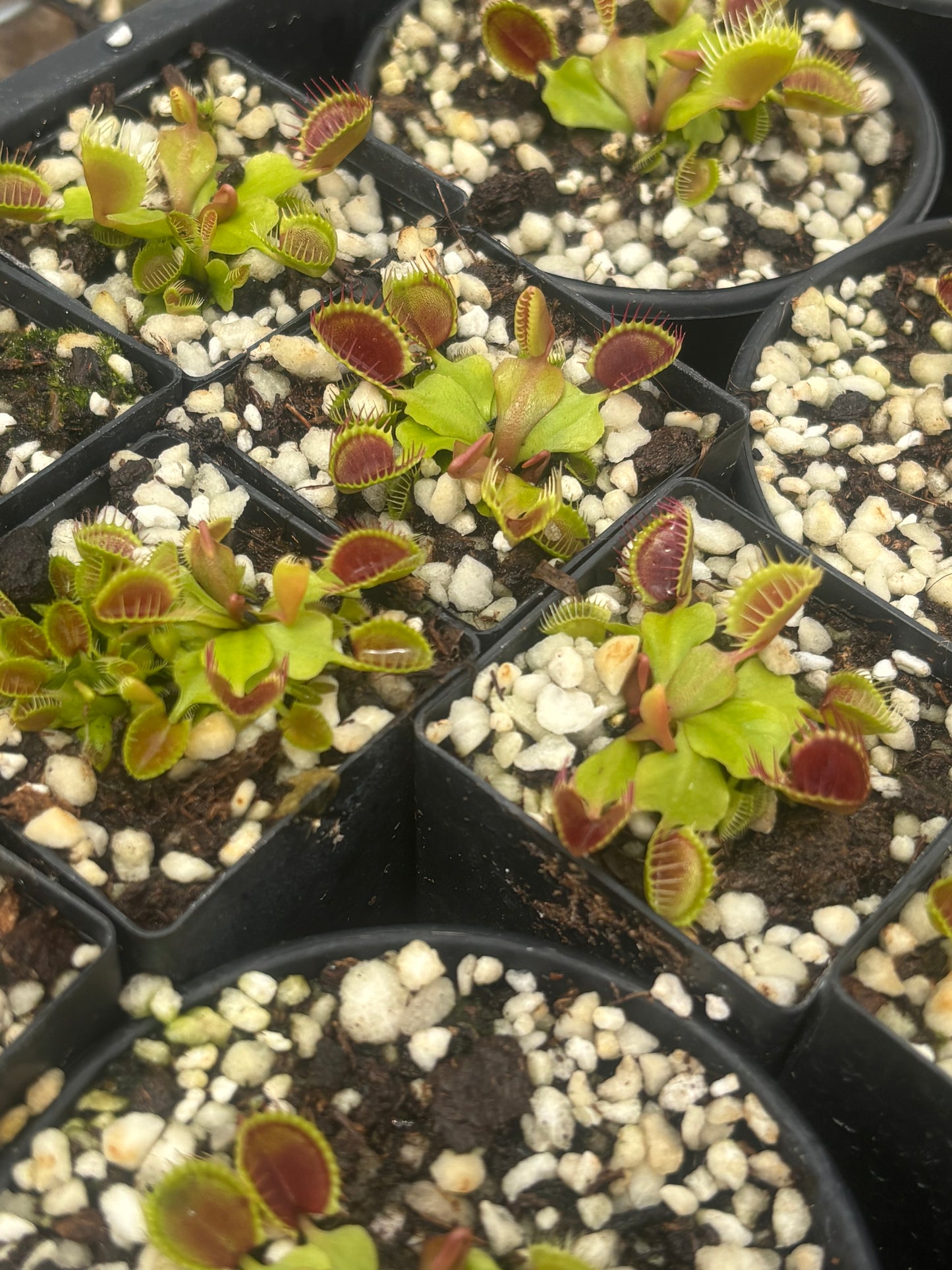 Dionaea muscipula Cupped Trap