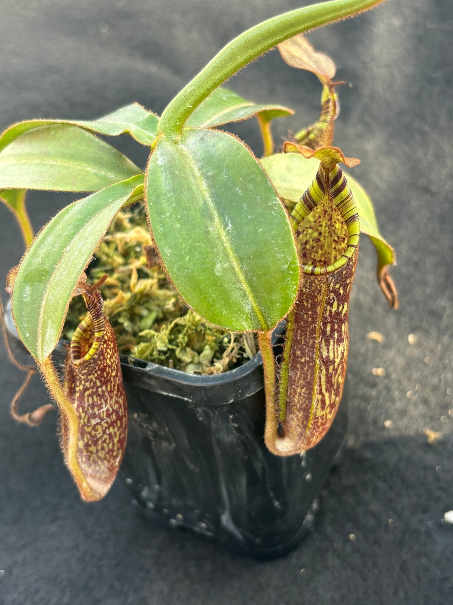 Nepenthes spectabilis x mollis Seed-grown