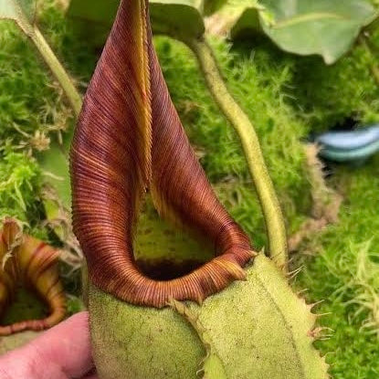 Nepenthes veitchii BE-4087