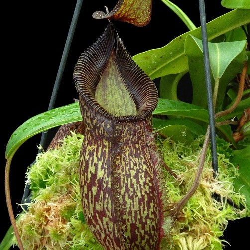 Nepenthes talangensis x hamata BE-4003