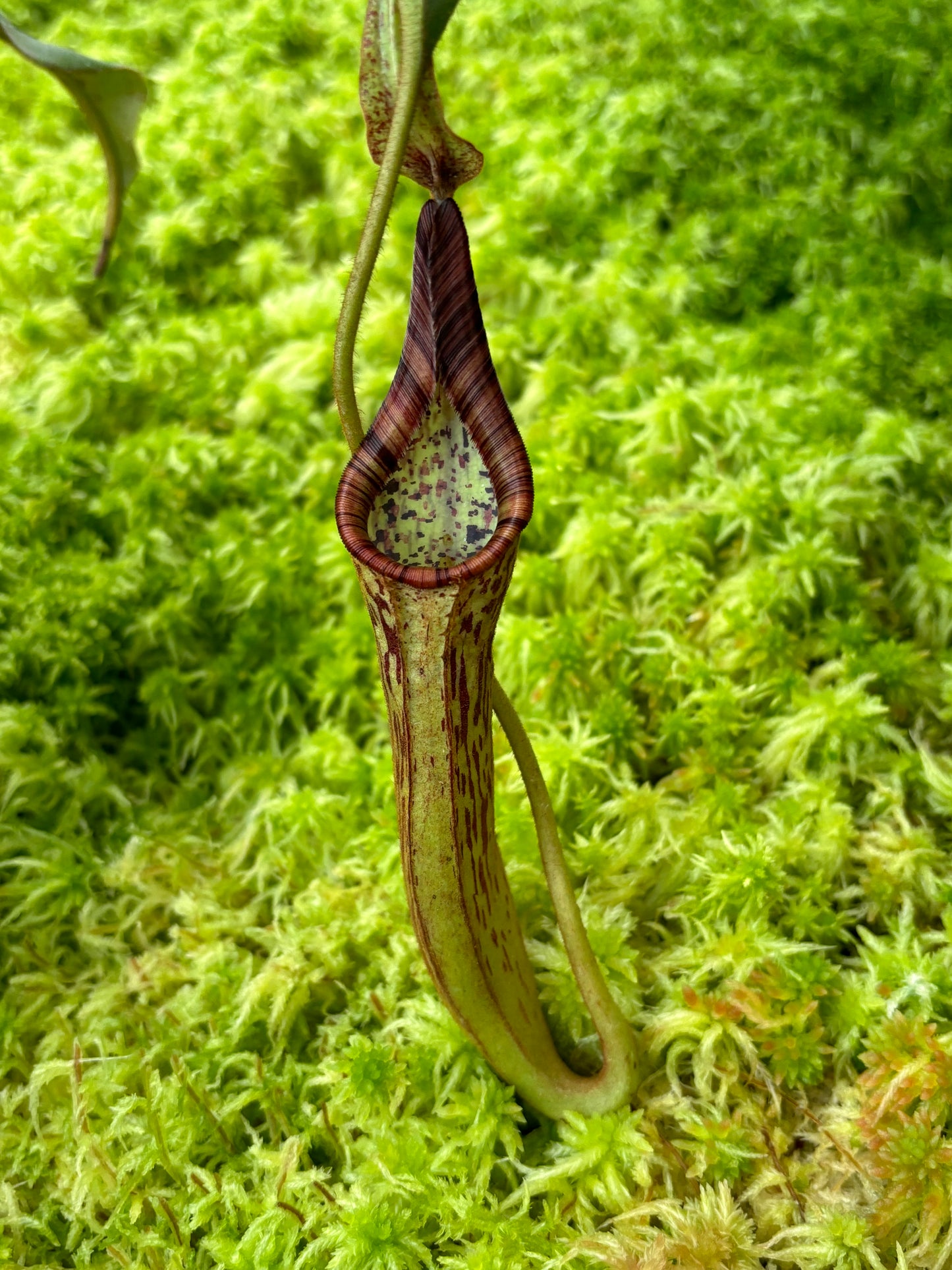 Nepenthes epiphytica x mollis