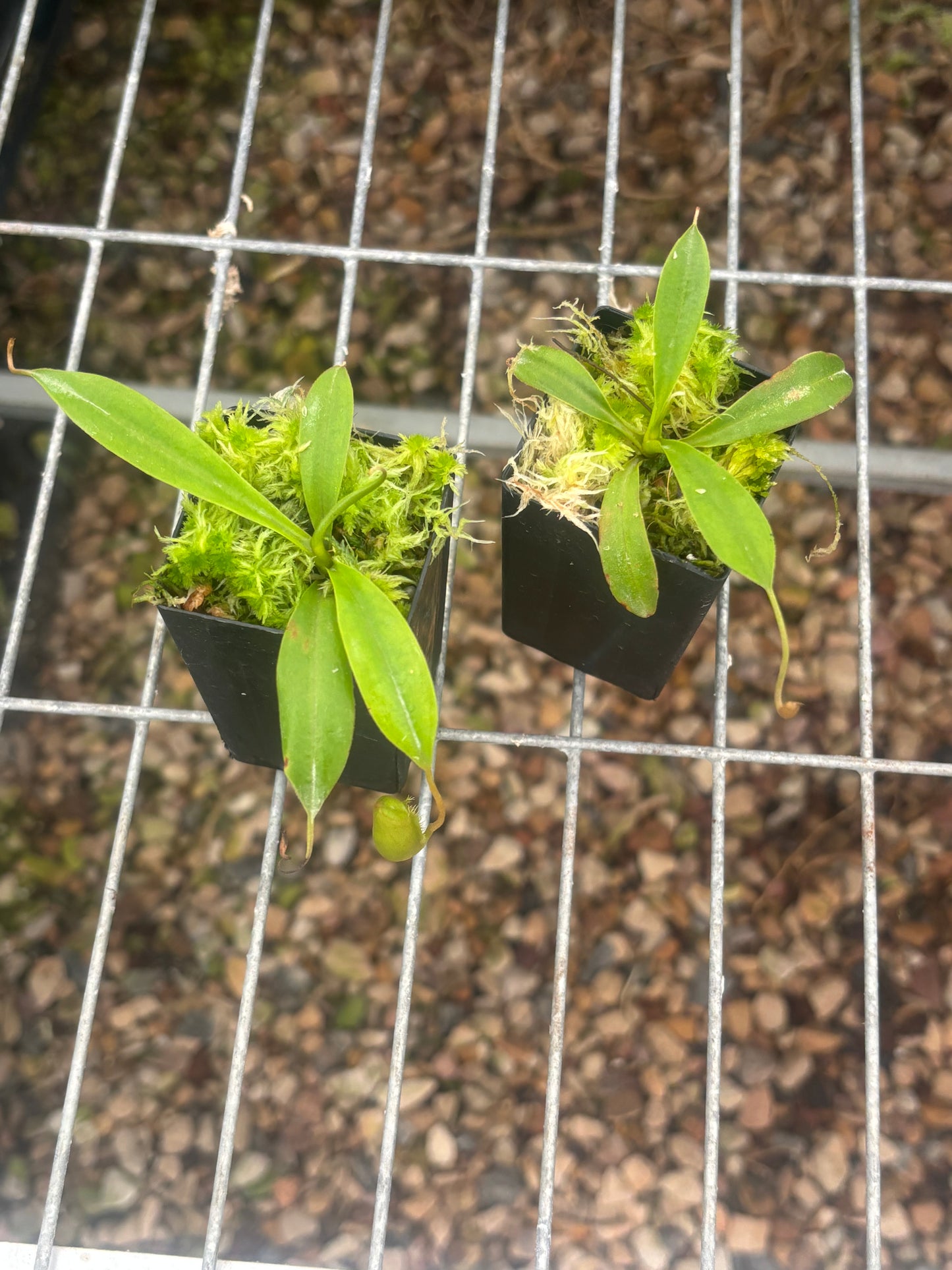 Nepenthes spathulata x jamban