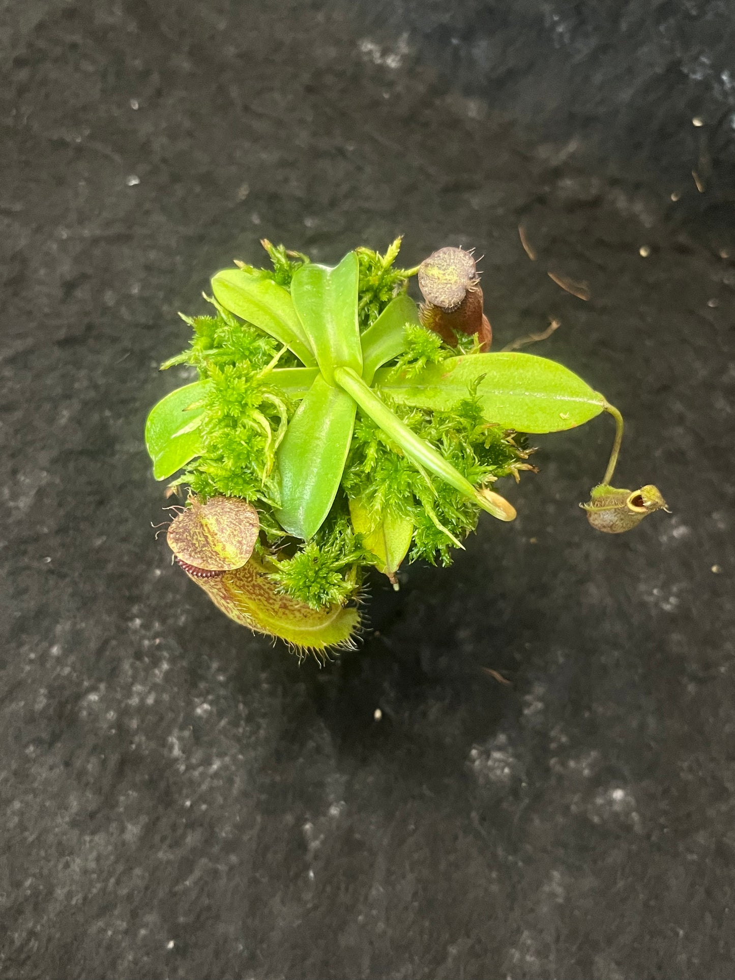 Nepenthes spathulata x hamata