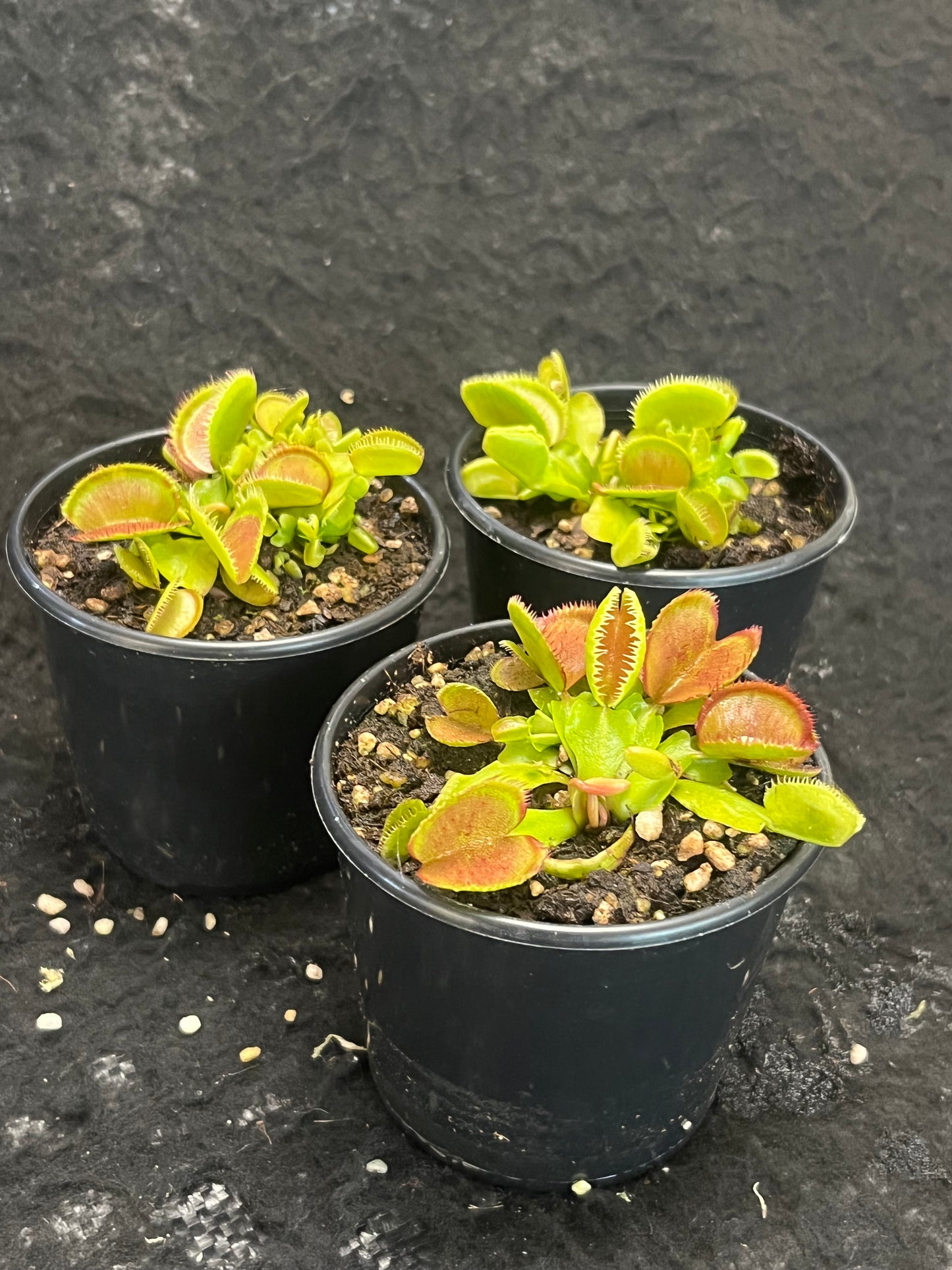 Dionaea muscipula 'Carboni Ardenti'