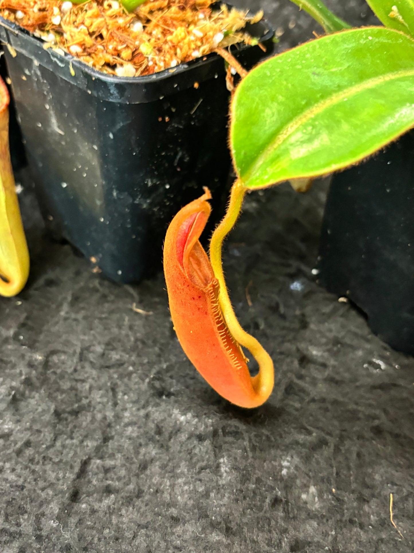 Nepenthes epiphytica x veitchii (striped peristome) SG