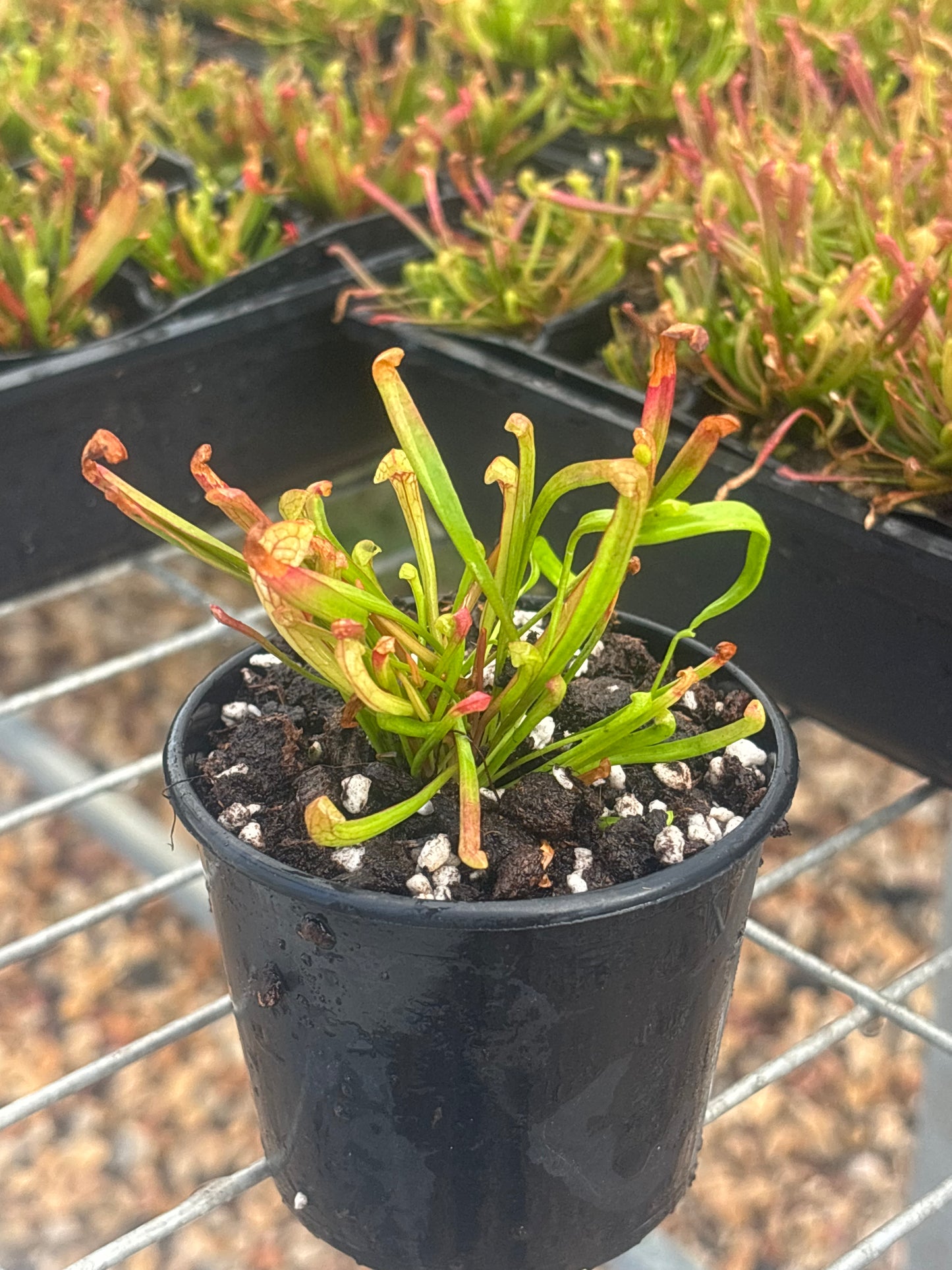 Sarracenia x Wrigleyana