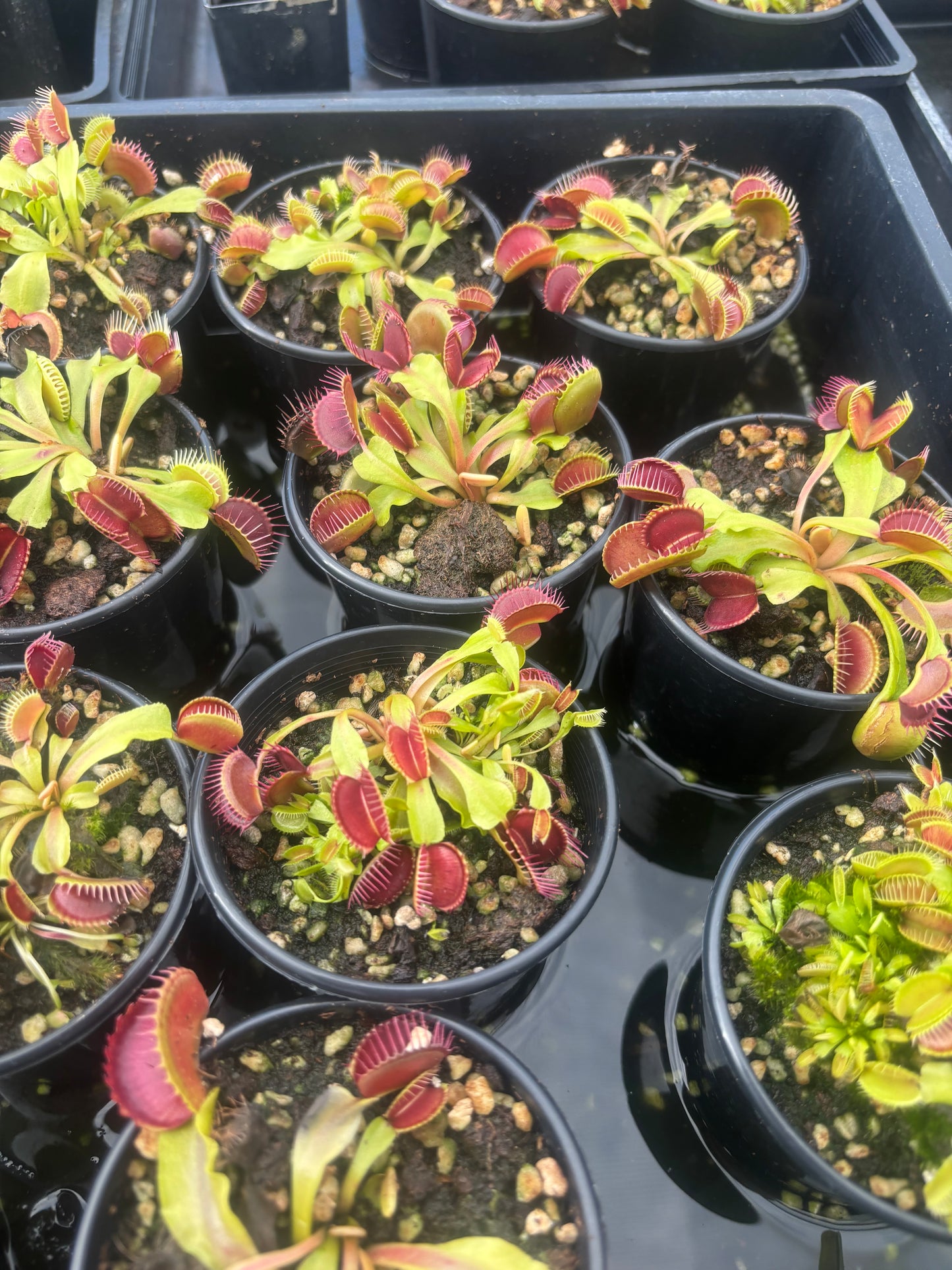 Dionaea muscipula Big Mouth