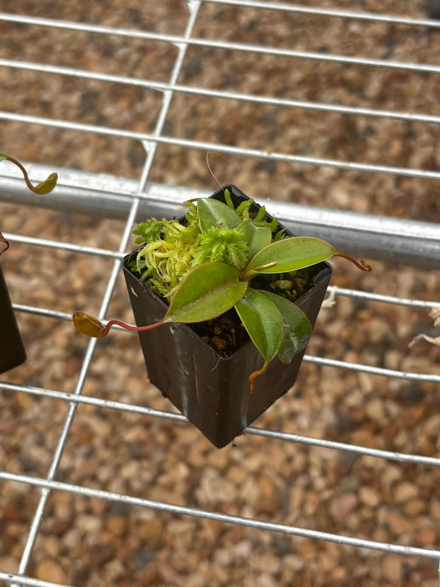 Nepenthes sibuyanensis x attenboroughii BE-4579