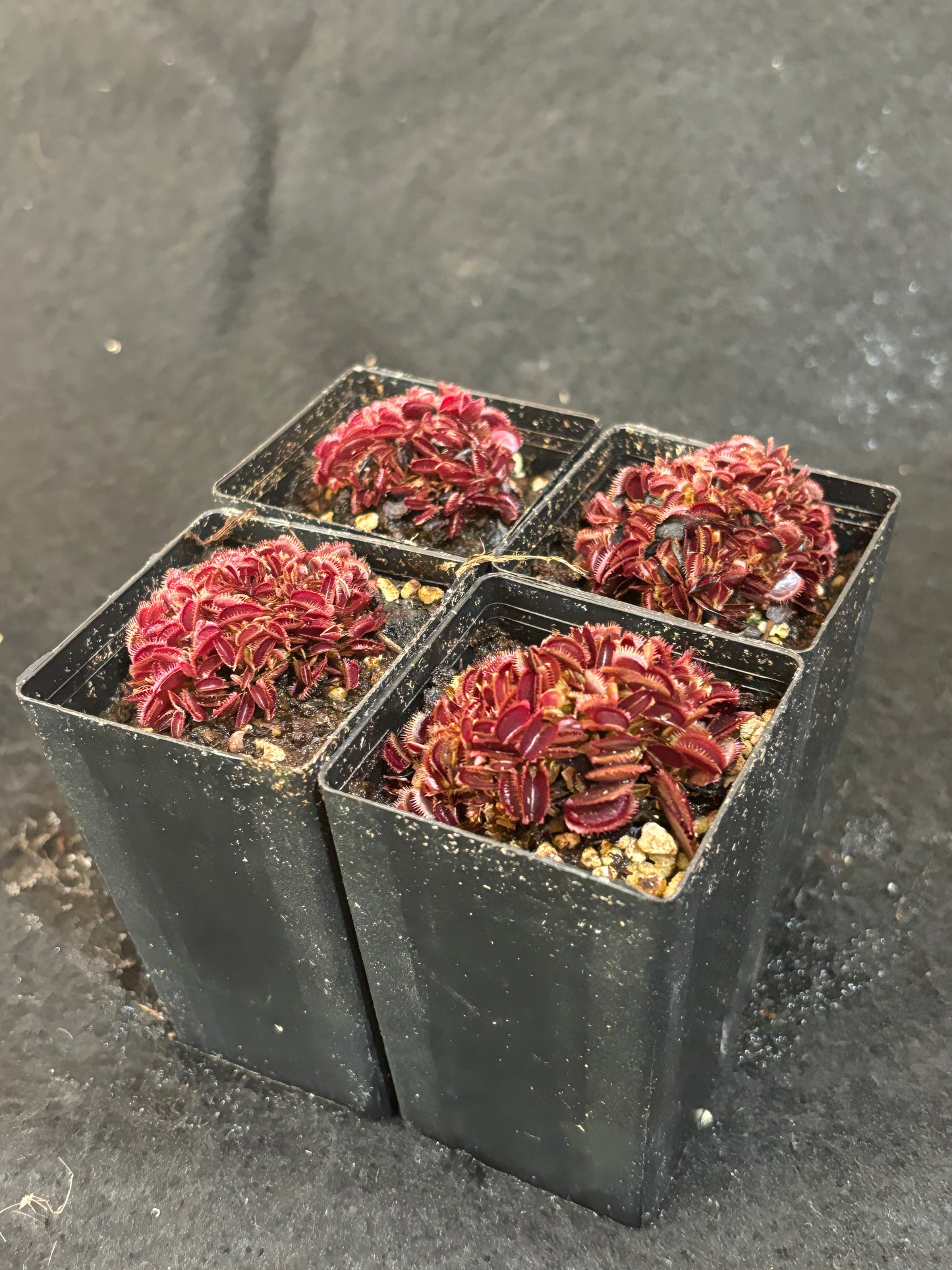 Dionaea muscipula ‘Bohemian Garnet’