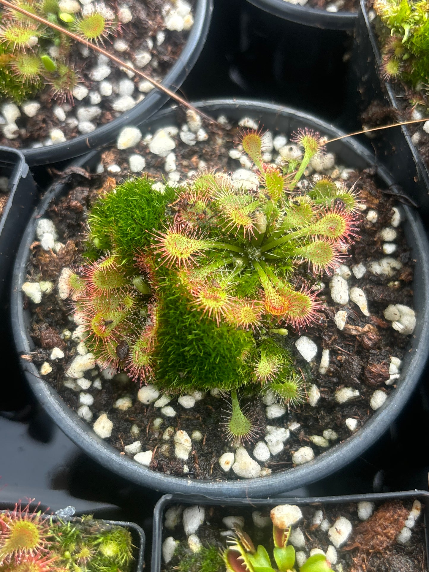 Drosera assorted
