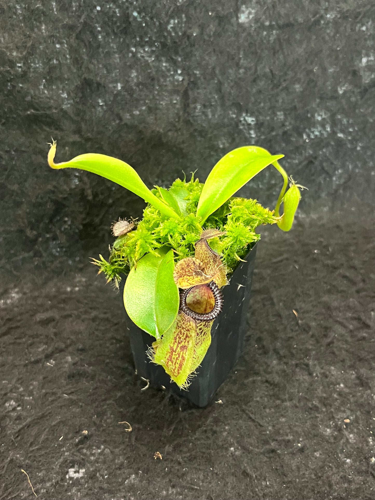 Nepenthes robcantleyi x hamata BE-3958