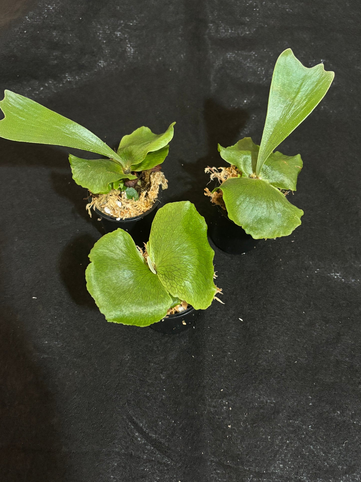 Platycerium Gorgon