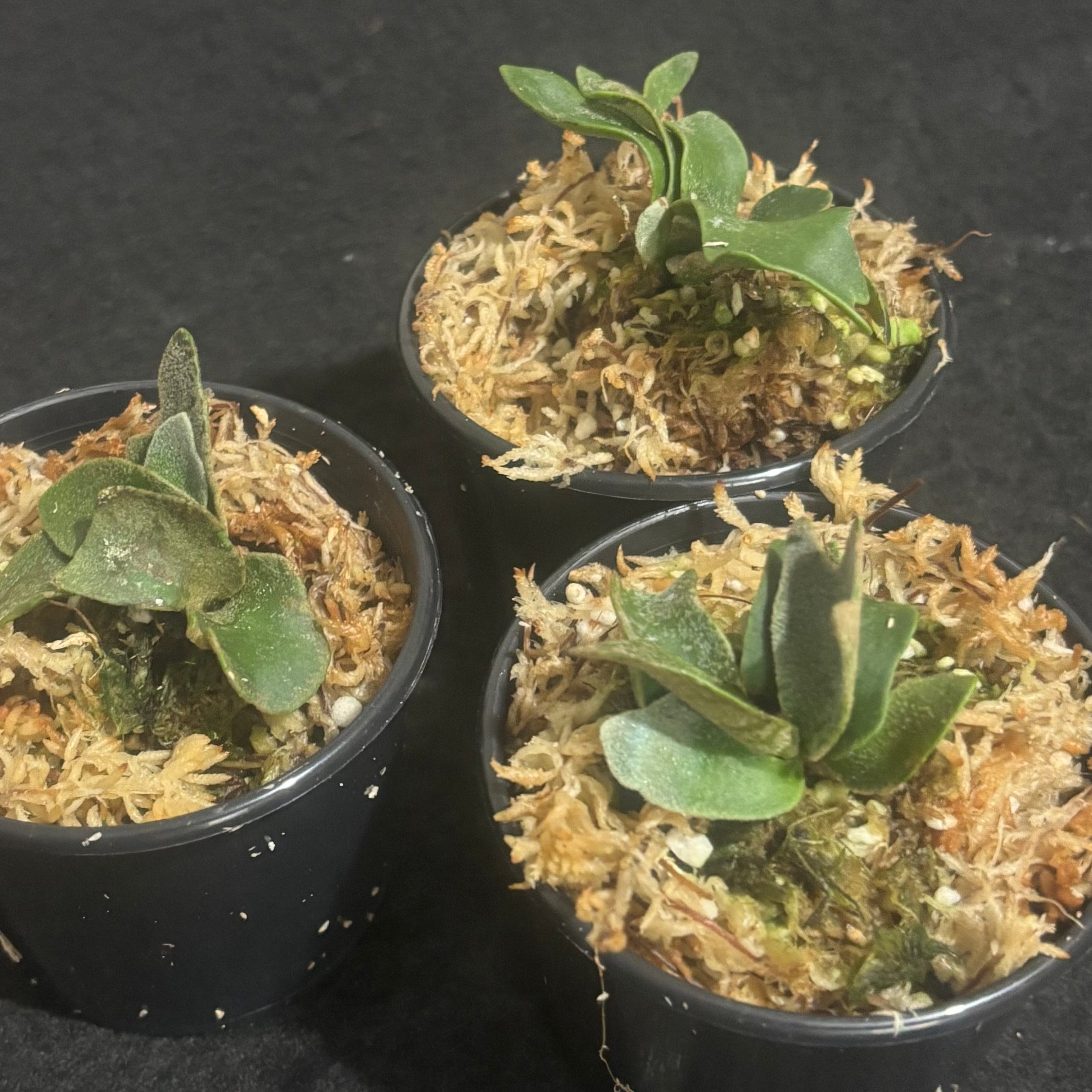 Platycerium willinckii 'Bacteria' – Pitcher N' Moss