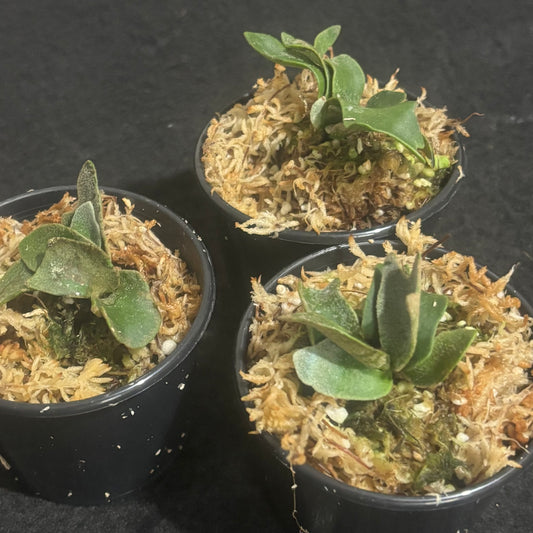 Platycerium willinckii ‘Bacteria’