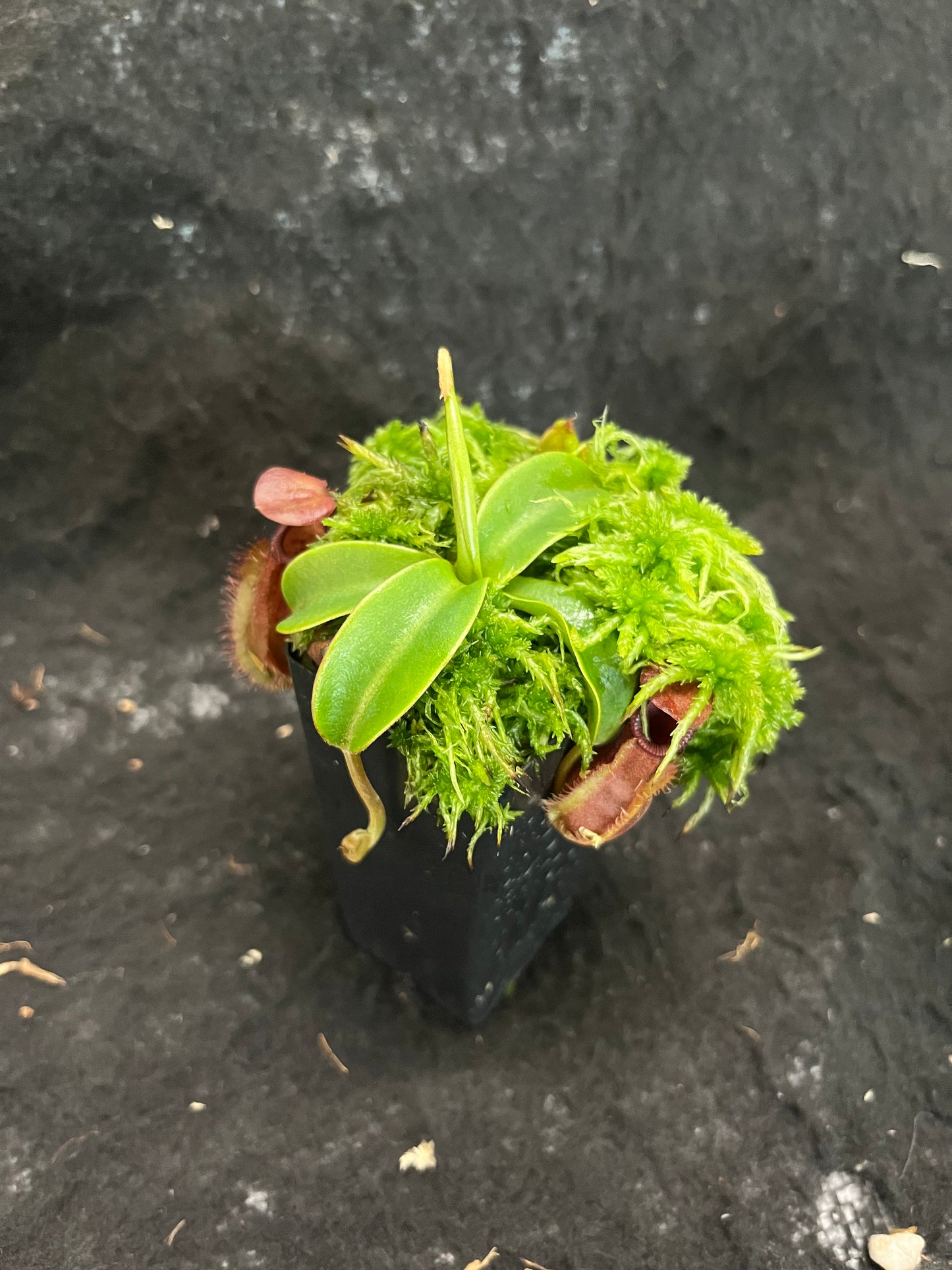 Nepenthes spathulata x diabolica BE-3983