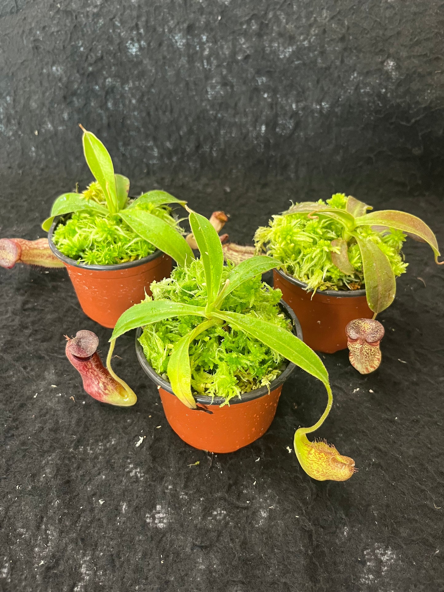 Nepenthes (aristolochioides x spectabilis) x klossii BE-4583