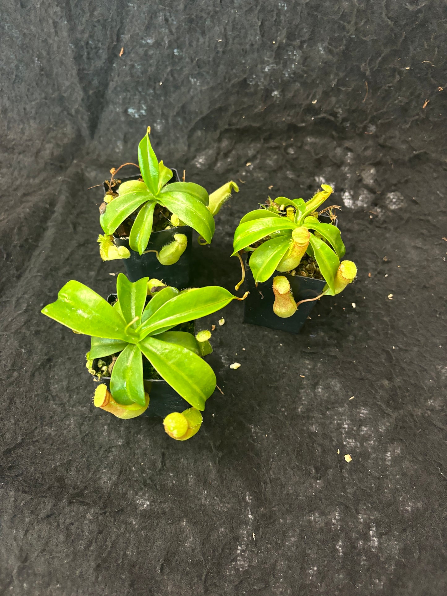 Nepenthes ventricosa SG