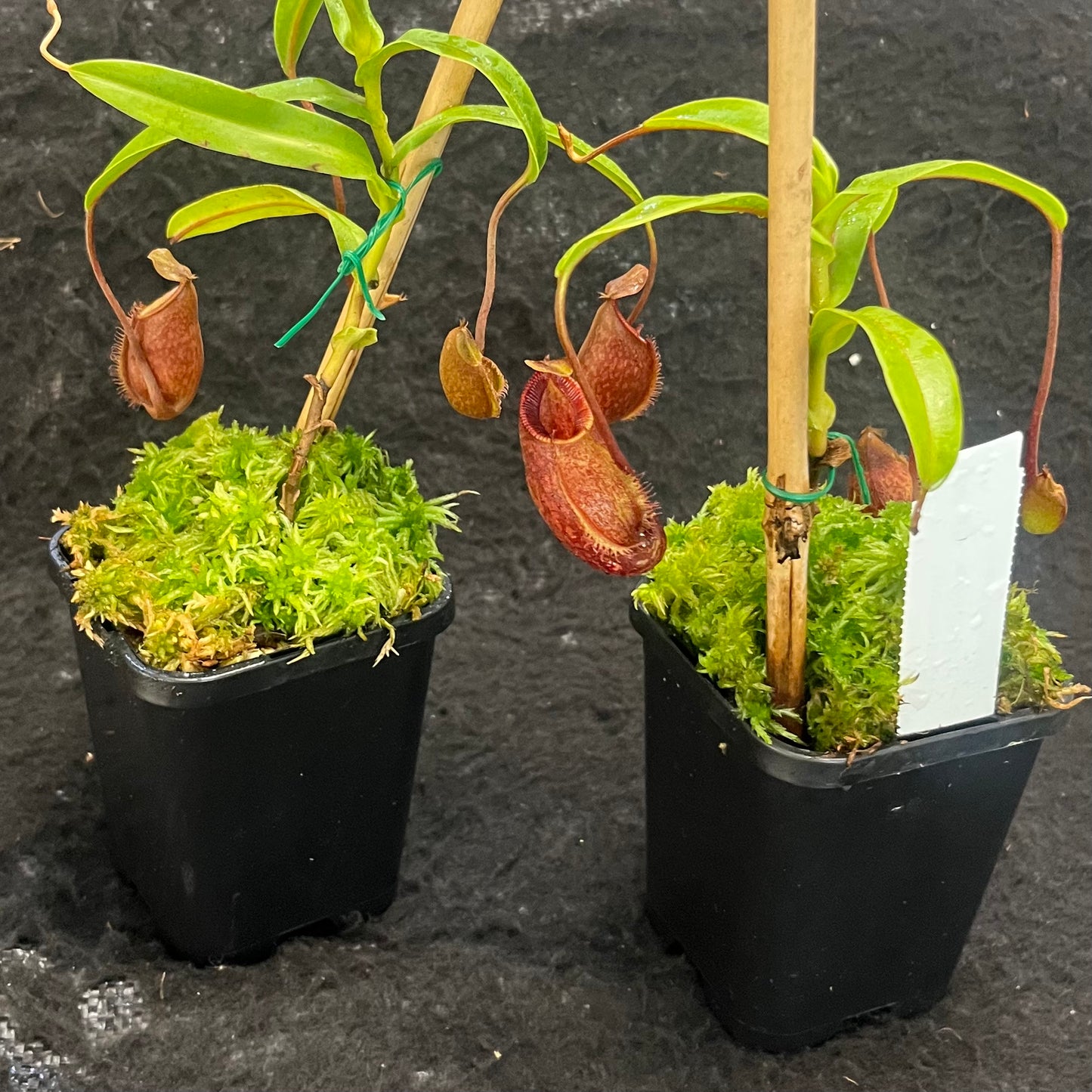 Nepenthes aristolochioides x diabolica BE-3898