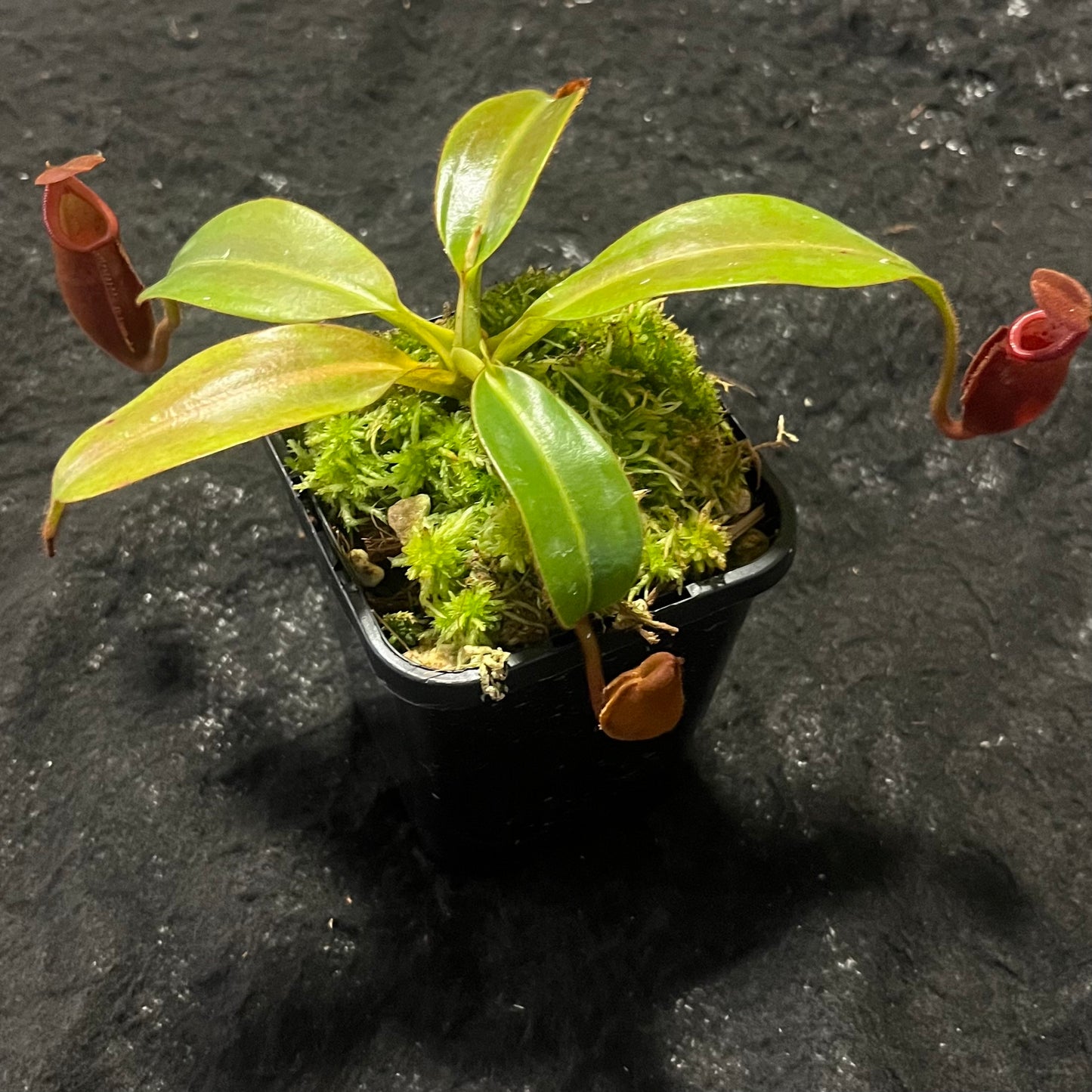 Nepenthes (veitchii x mira) x (burbidgeae x edwardsiana) BE-3992