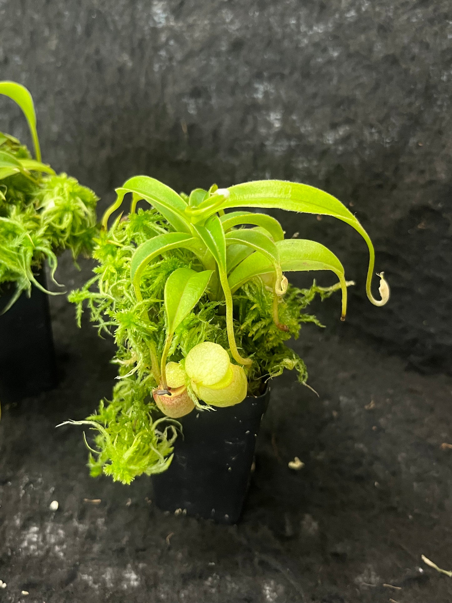 Nepenthes talangensis