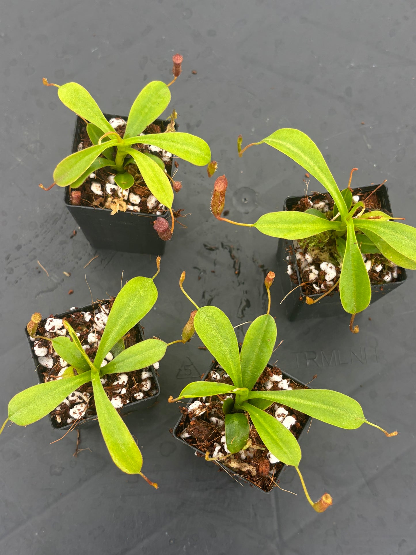 Nepenthes lowii x ventricosa