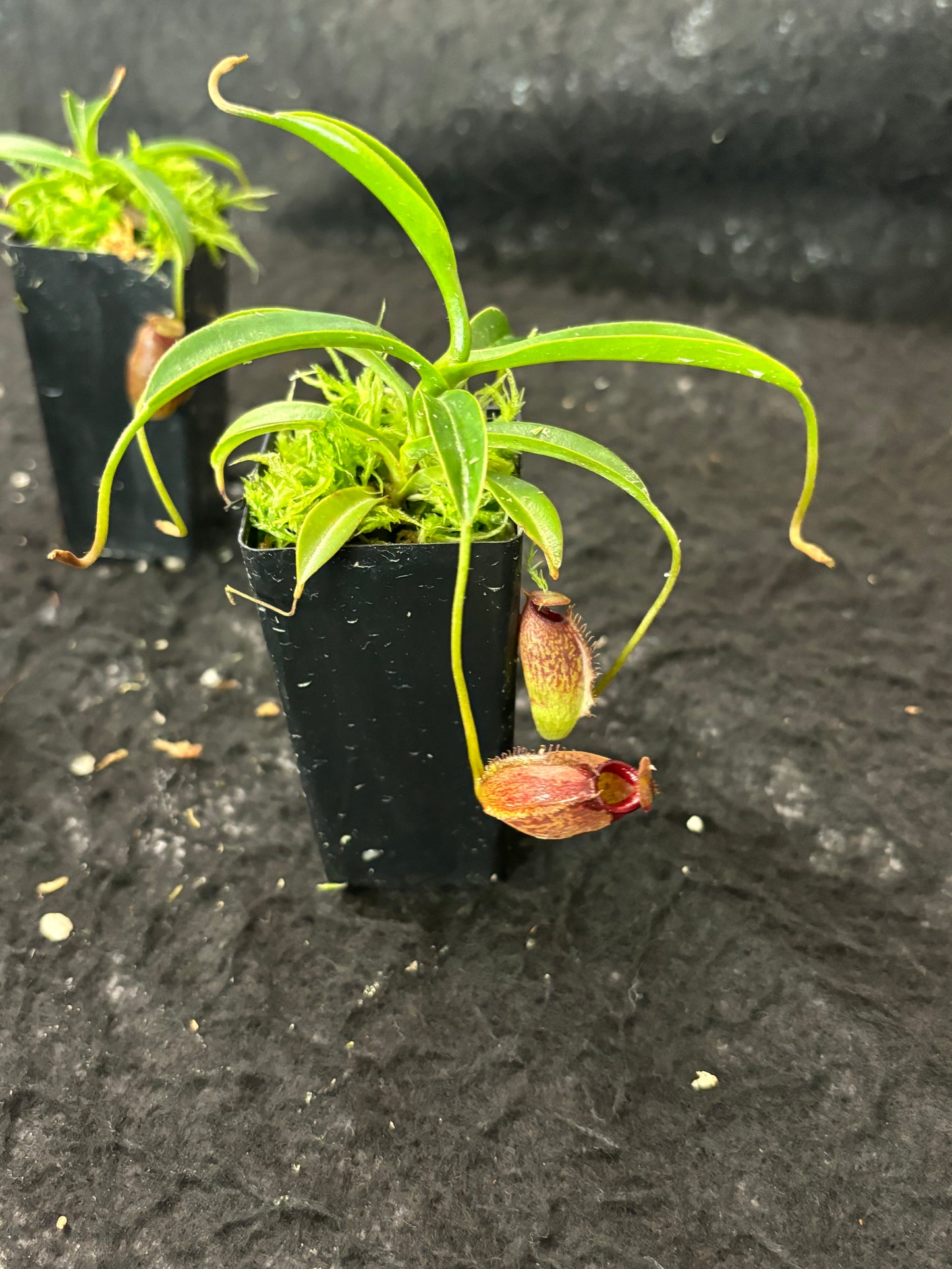 Nepenthes densiflora x aristolochioides BE-4076