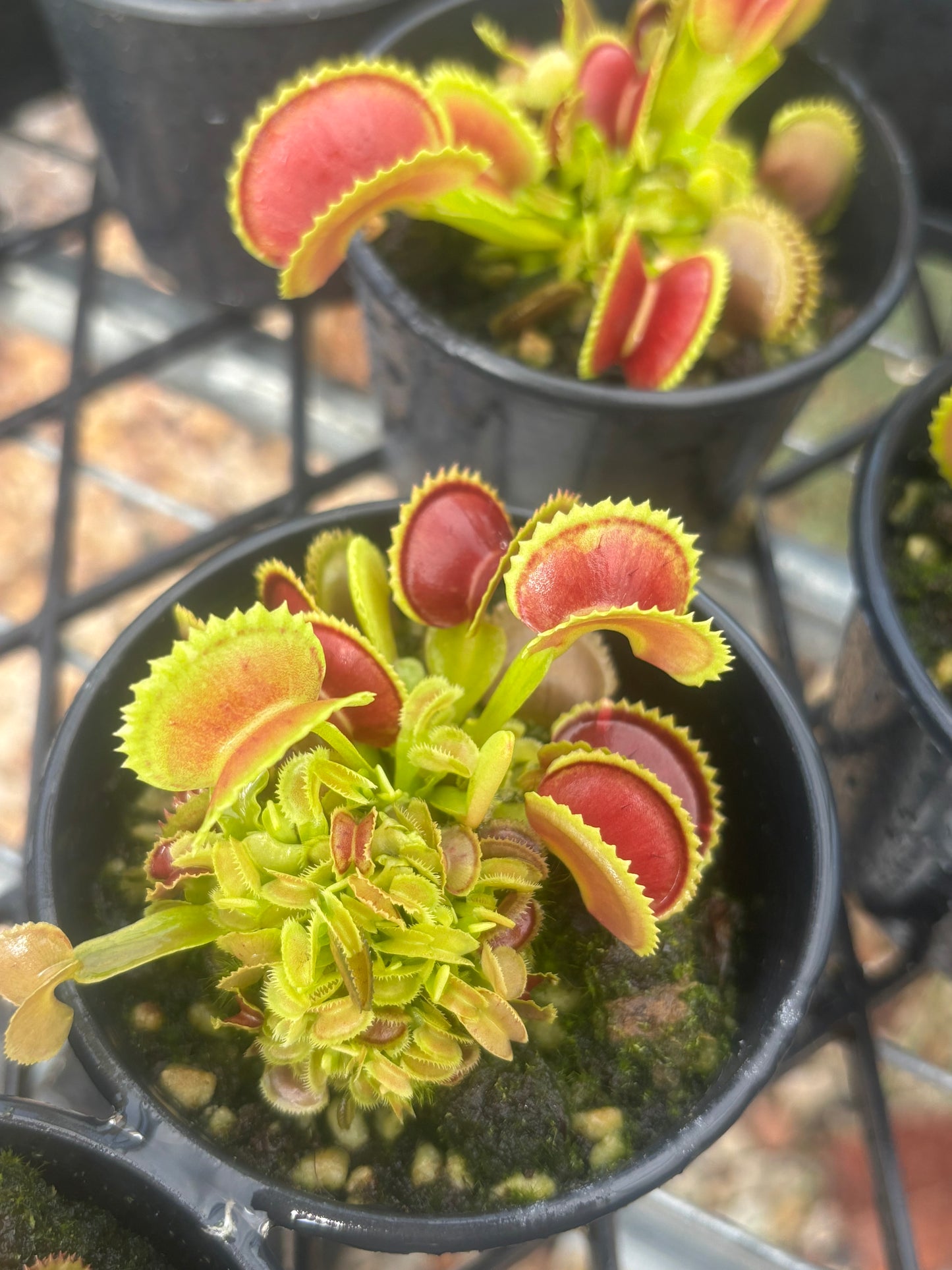 Dionaea muscipula “Variegata Gialla”