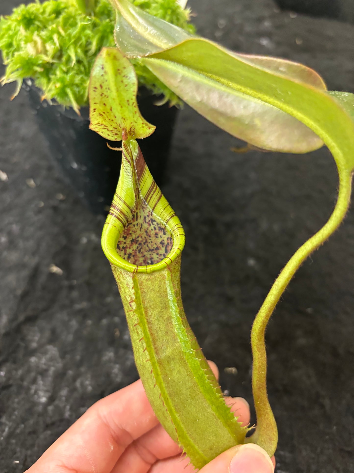 Nepenthes (mollis x veitchii) x maxima Wavy Leaves