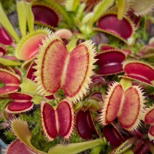 Dionaea muscipula 'Brutal Shark'