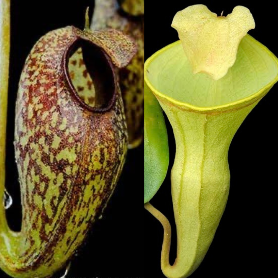 nepenthes aristolochioides x campanulata