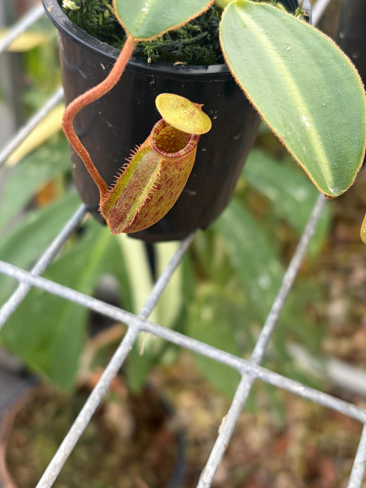 Nepenthes rajah x lowii BE-4502