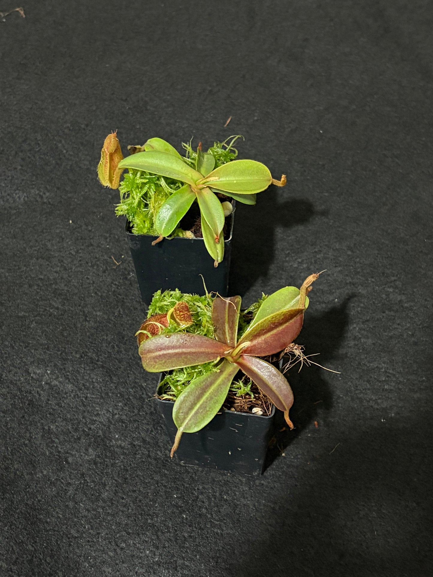 Nepenthes hamata x maxima BE-4689
