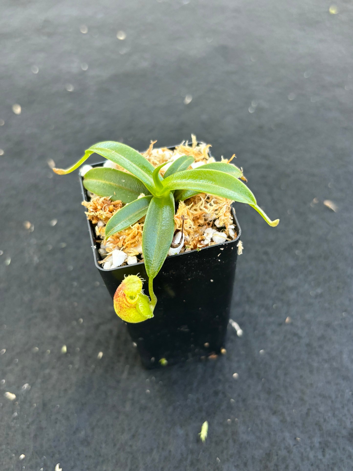 Nepenthes nigra BE-4607