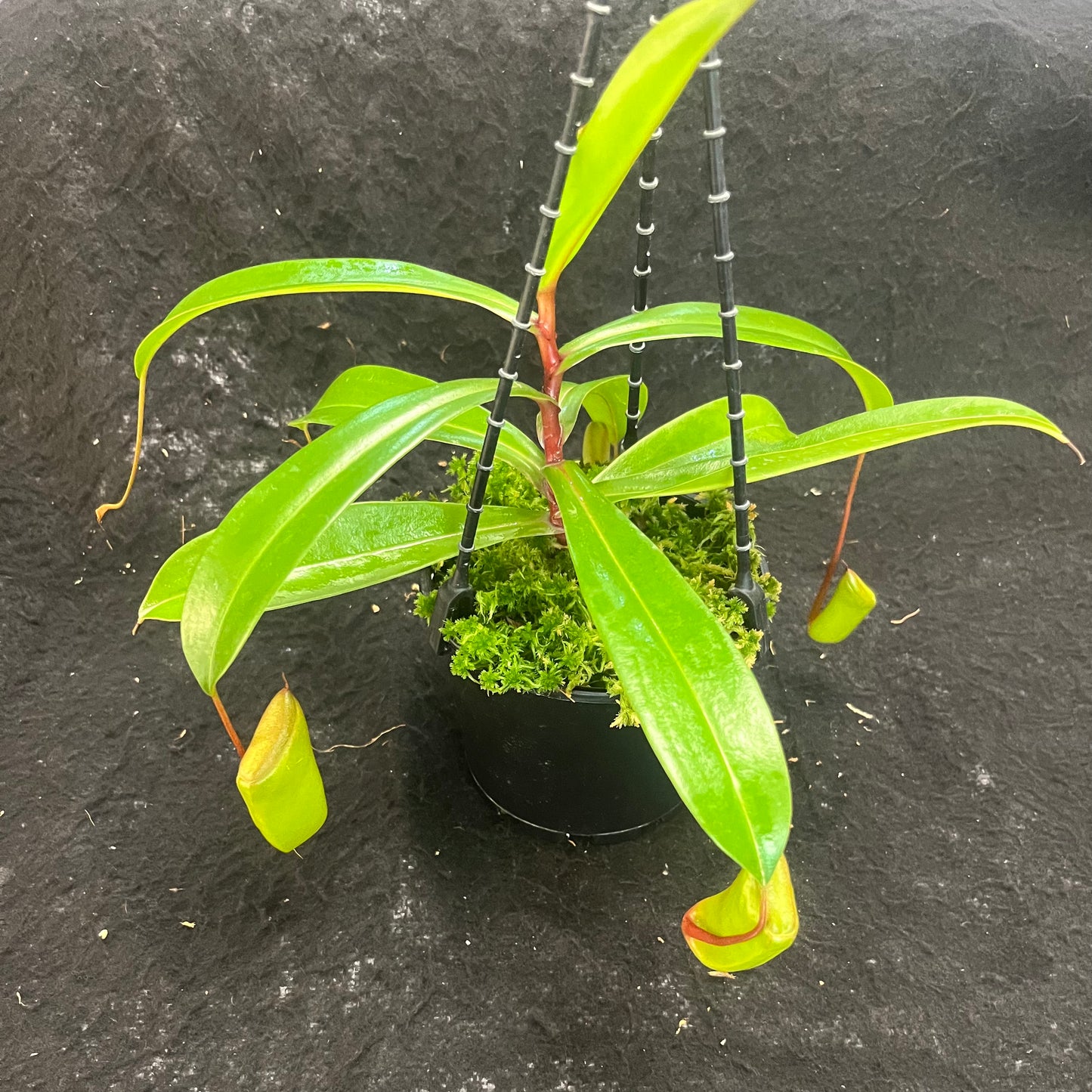 Nepenthes ventricosa x dubia