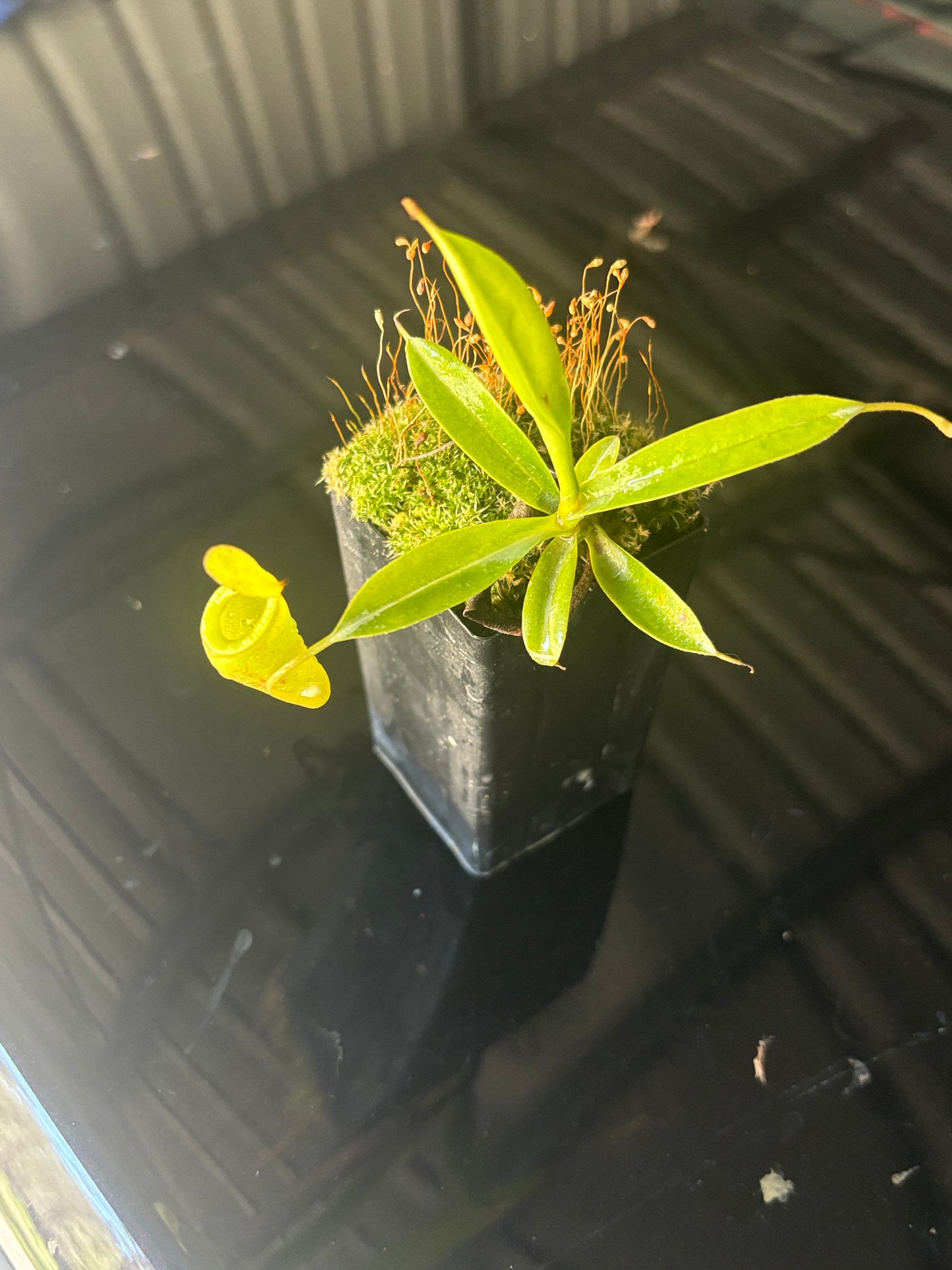 Nepenthes jamban x dubia