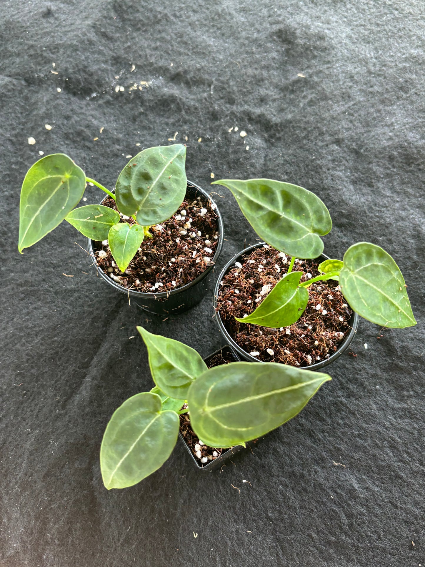 Anthurium forgetii