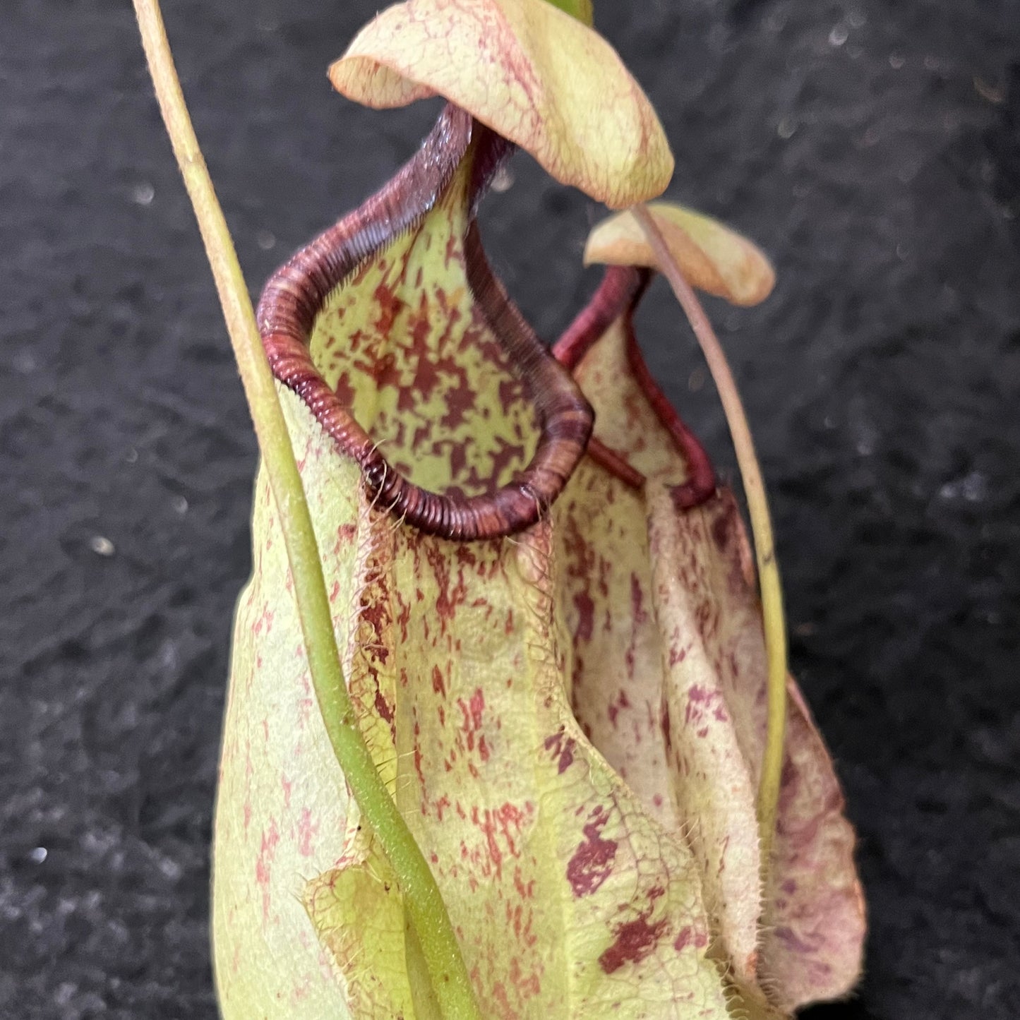 Nepenthes rafflesiana SG