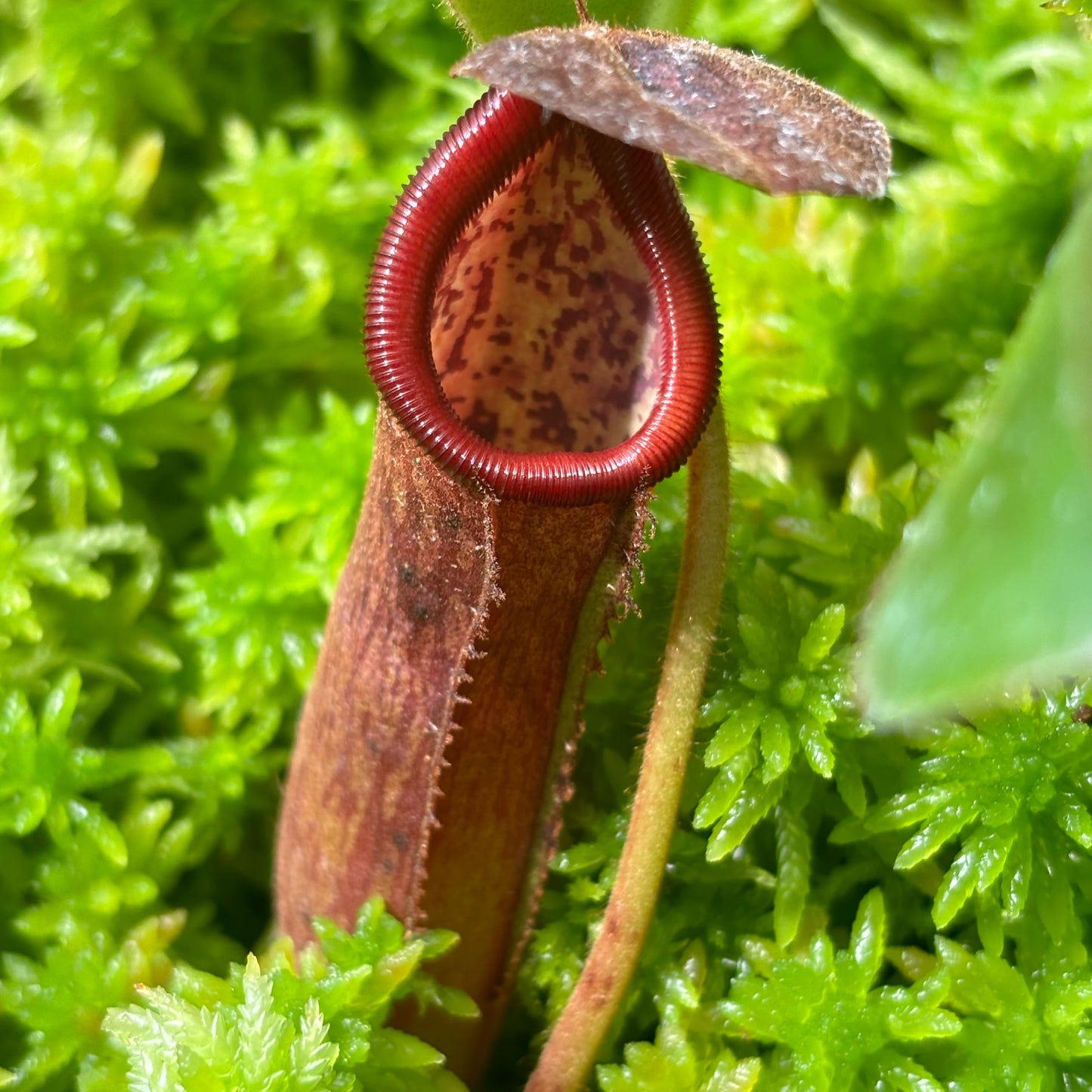 Nepenthes glandulifera x trusmadiensis