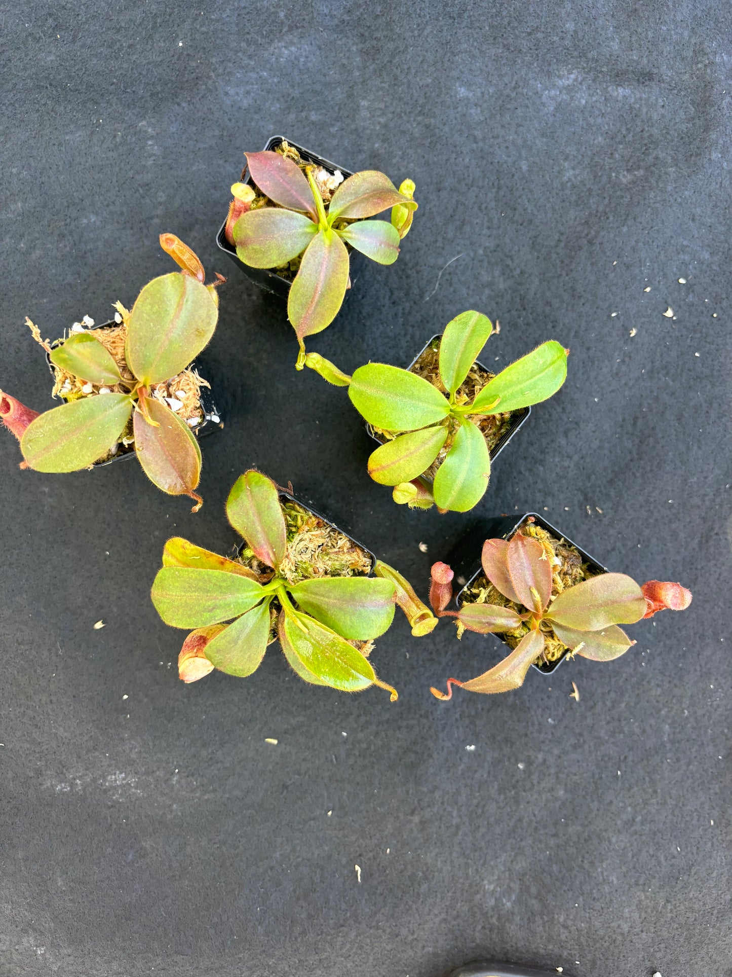 Nepenthes rajah x veitchii Seed-grown