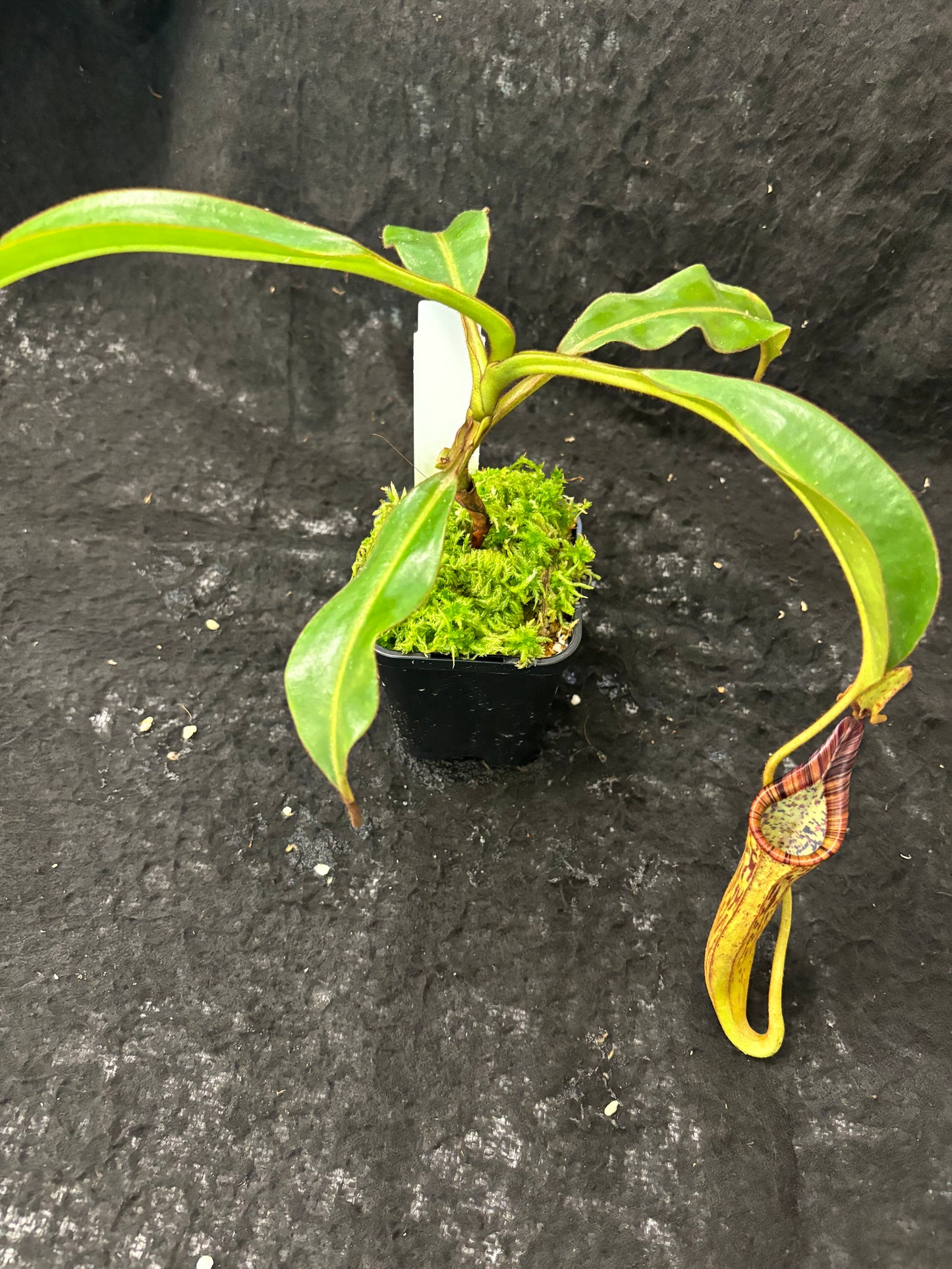 Nepenthes epiphytica x mollis