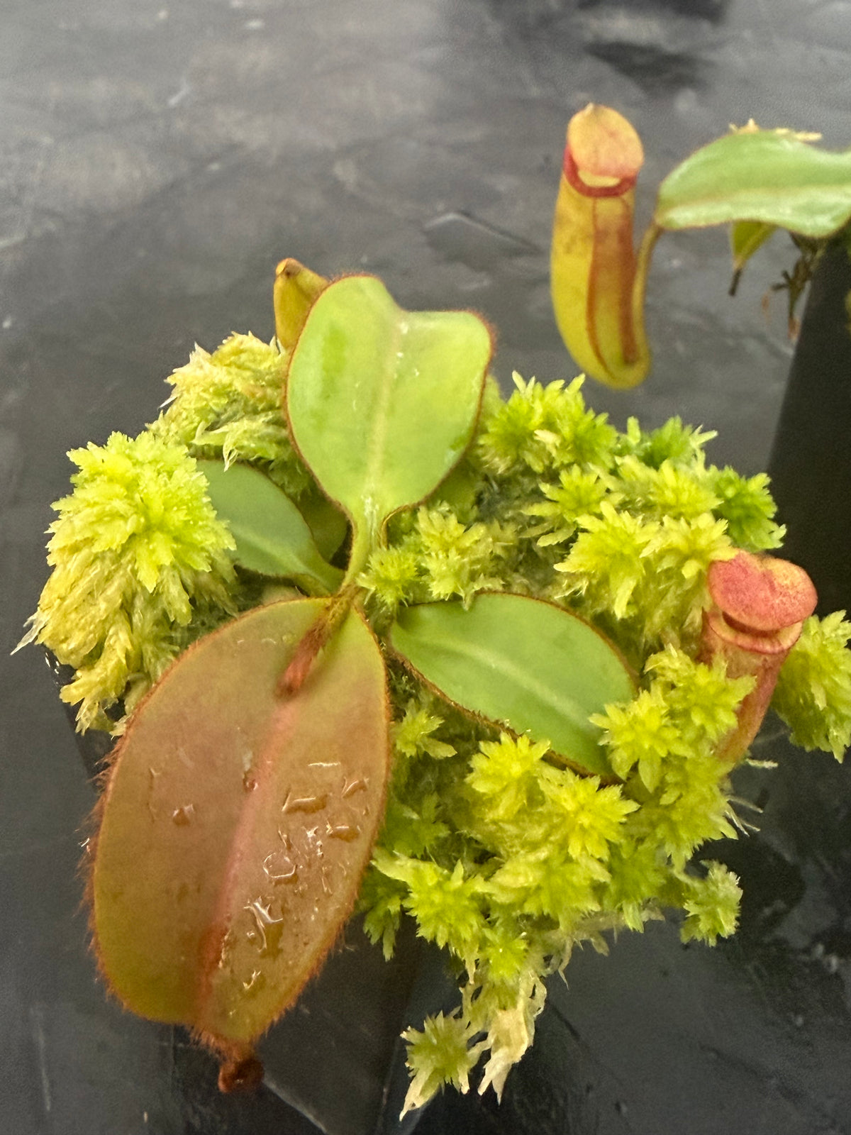 Nepenthes rajah x (veitchii x chaniana) BE-4666