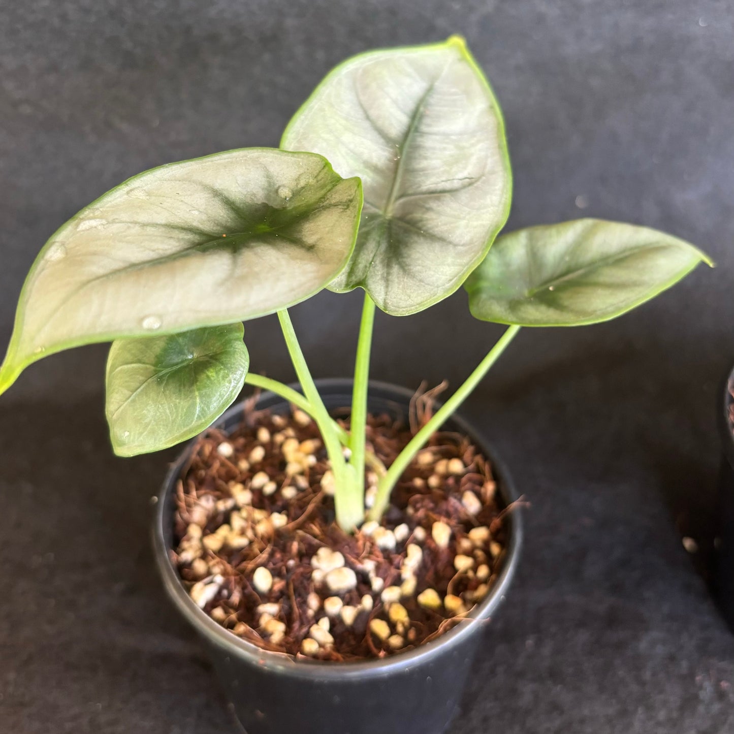 Alocasia reversa