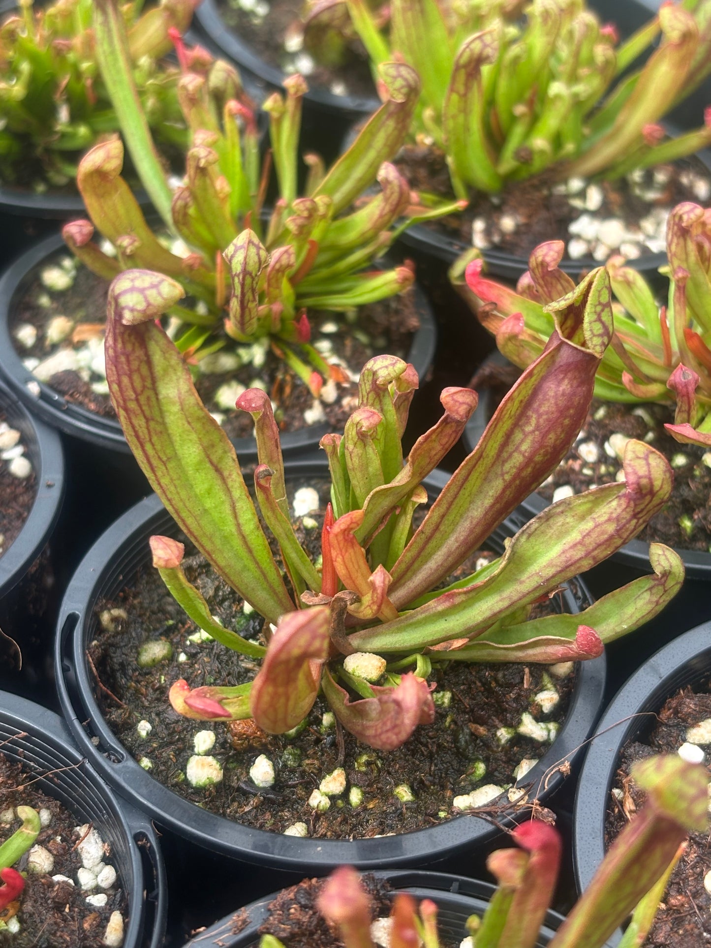 Sarracenia purpurea