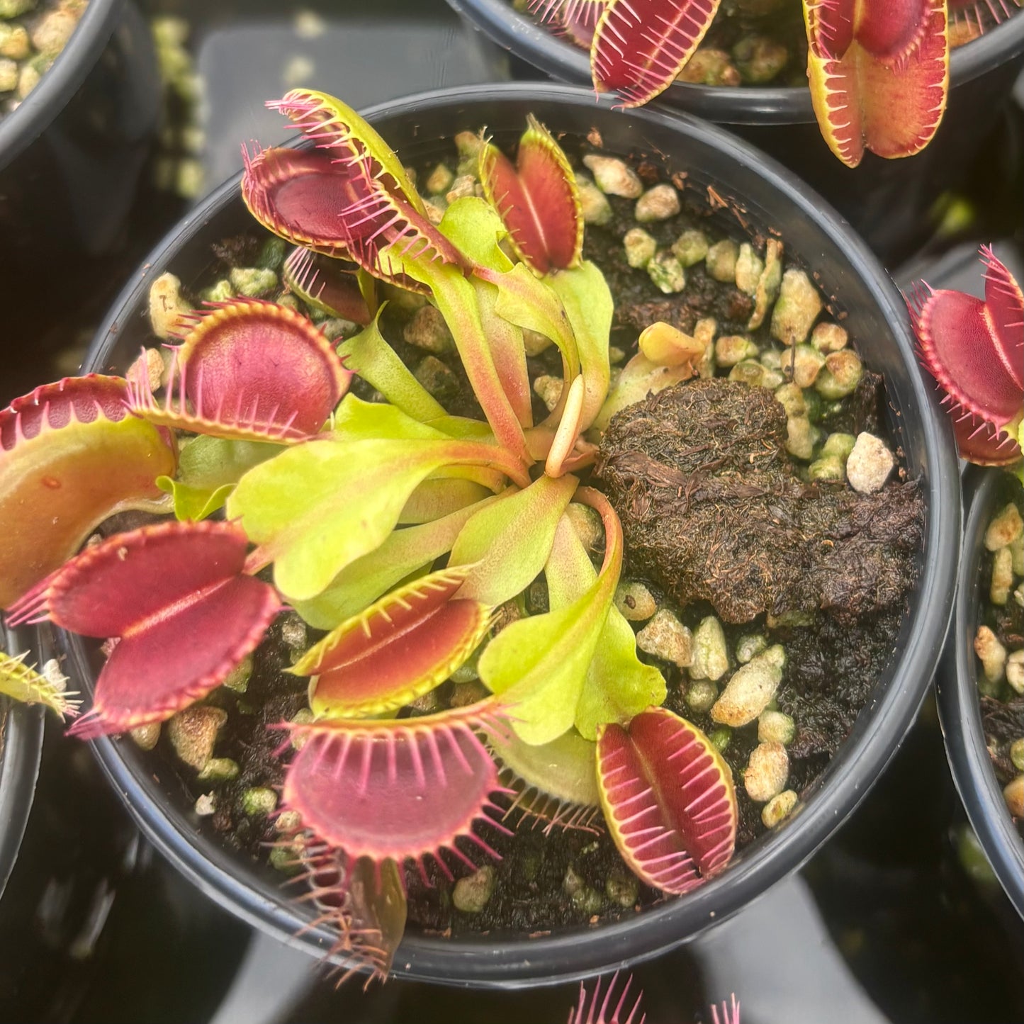 Dionaea muscipula Big Mouth