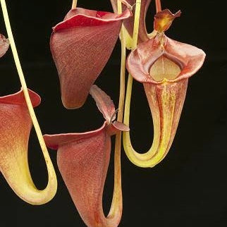 Nepenthes jacquelineae BE-3092