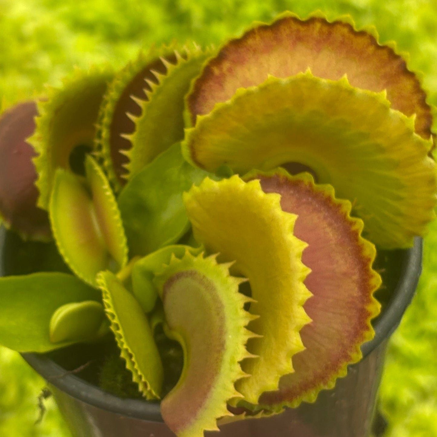Dionaea muscipula unlabelled